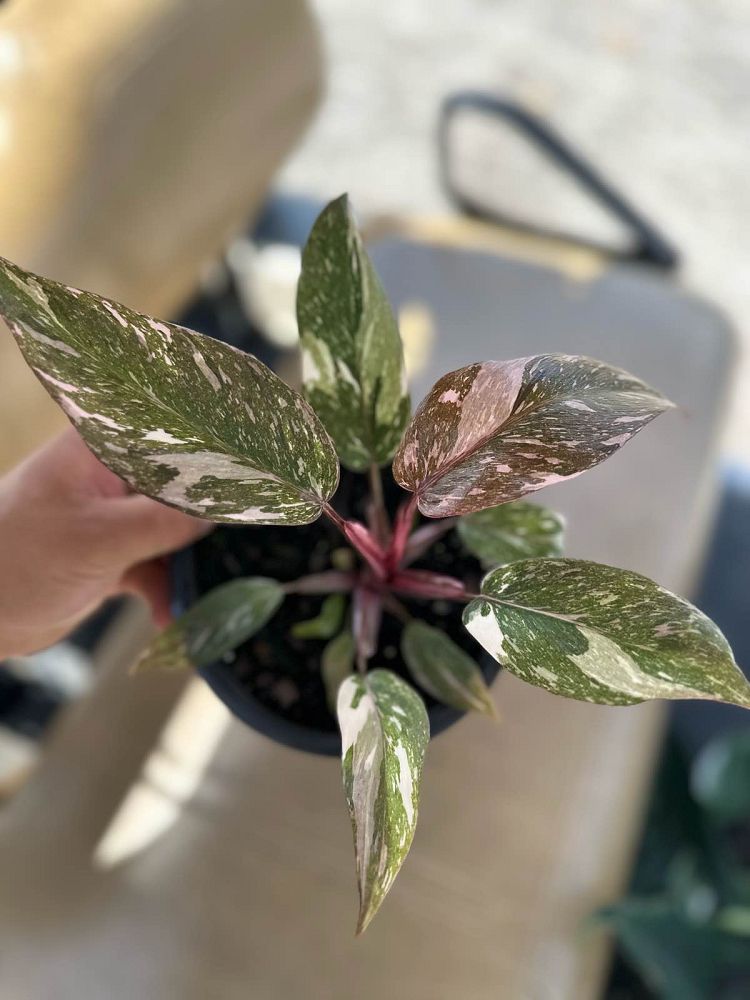 philodendron-erubescens-pink-princess