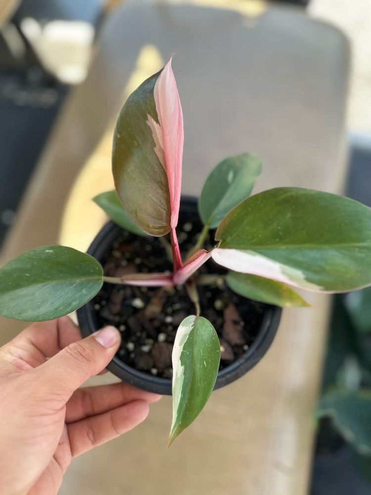 philodendron-erubescens-pink-princess