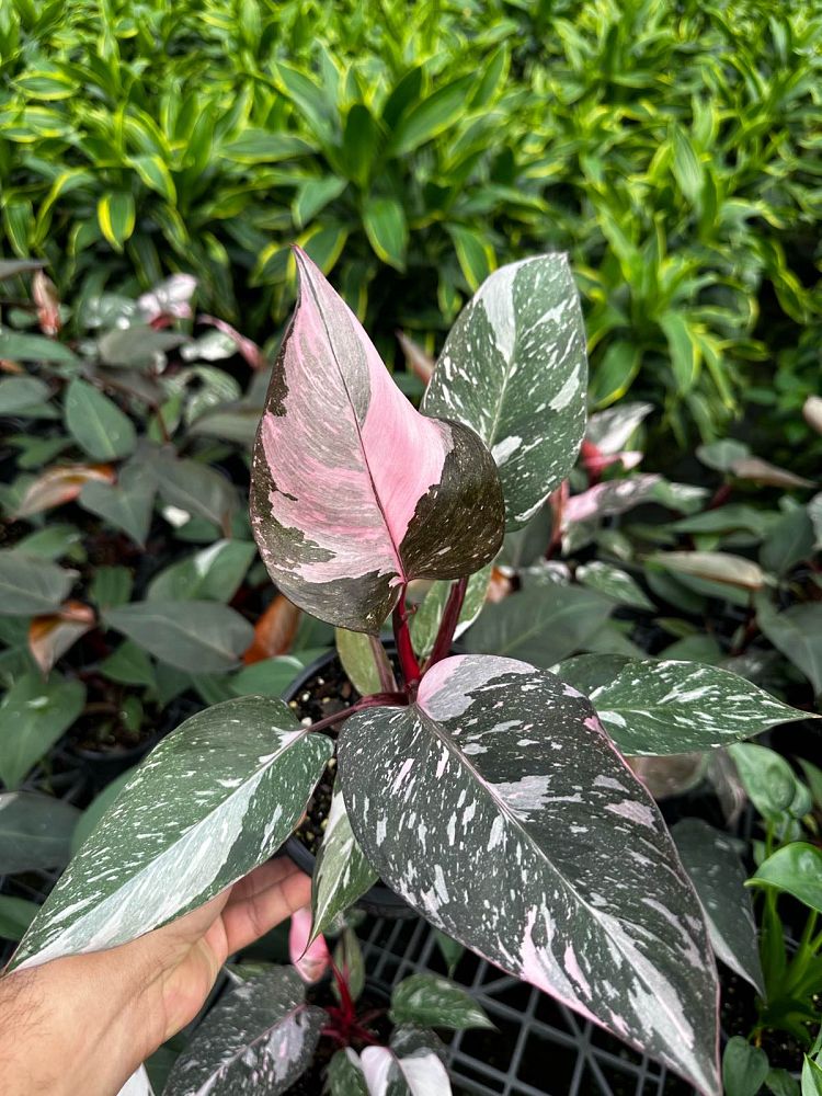 philodendron-erubescens-pink-princess