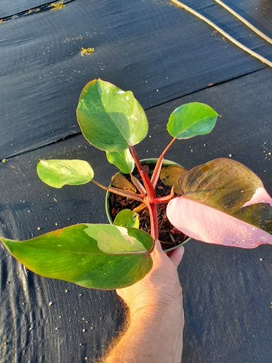 philodendron-erubescens-pink-princess