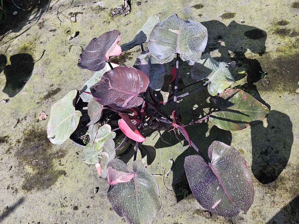 philodendron-erubescens-pink-princess