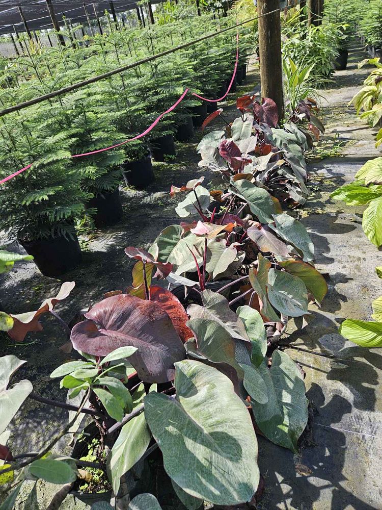 philodendron-erubescens-pink-princess
