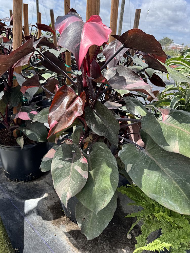 philodendron-erubescens-pink-princess