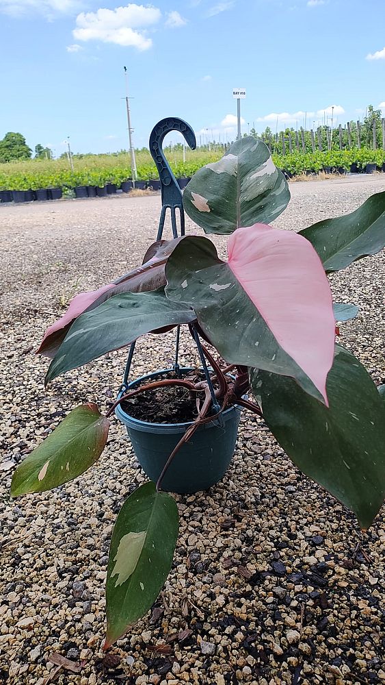 philodendron-erubescens-pink-princess