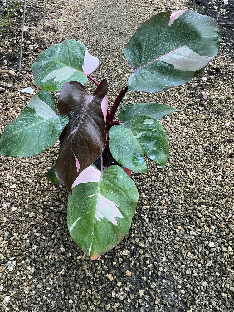 philodendron-erubescens-pink-princess
