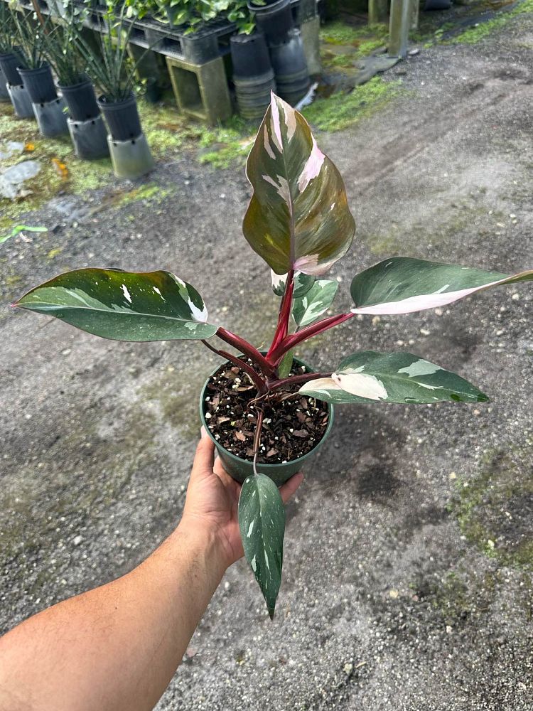 philodendron-erubescens-pink-princess