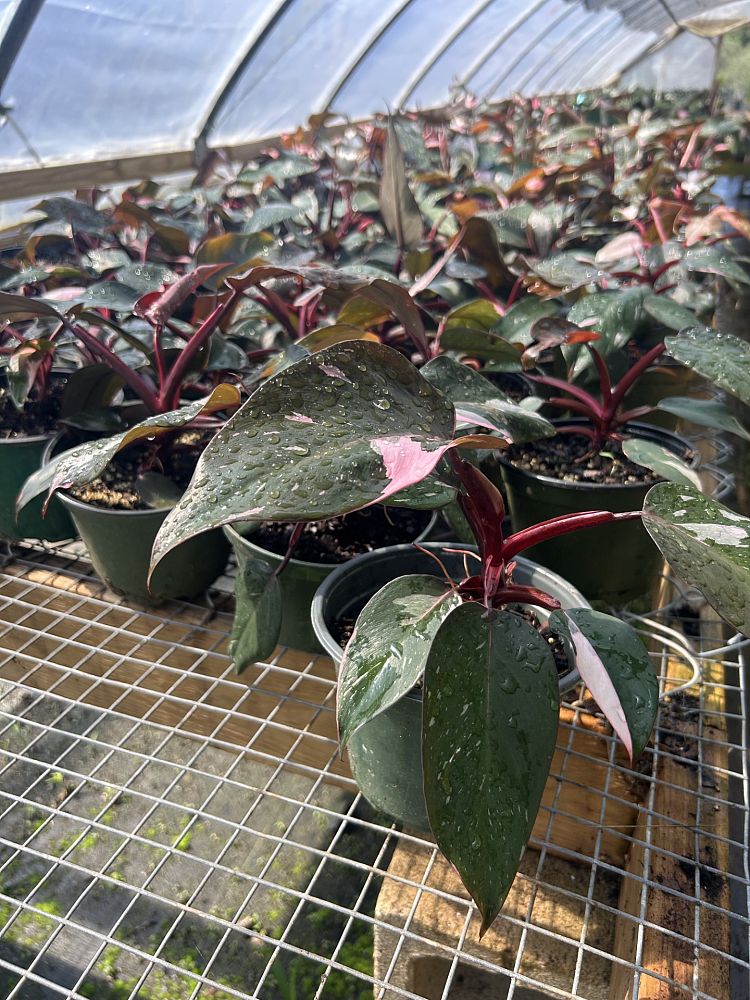 philodendron-erubescens-pink-princess