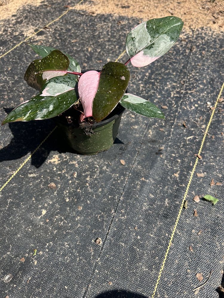 philodendron-erubescens-pink-princess