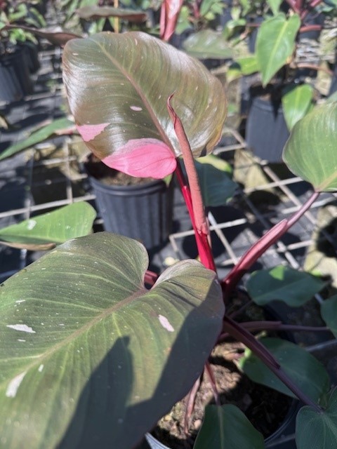philodendron-erubescens-pink-princess
