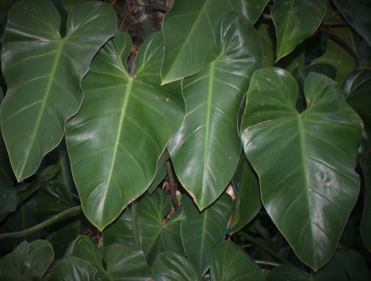 philodendron-erubescens-red-leaf-philodendron-blushing-philodendron