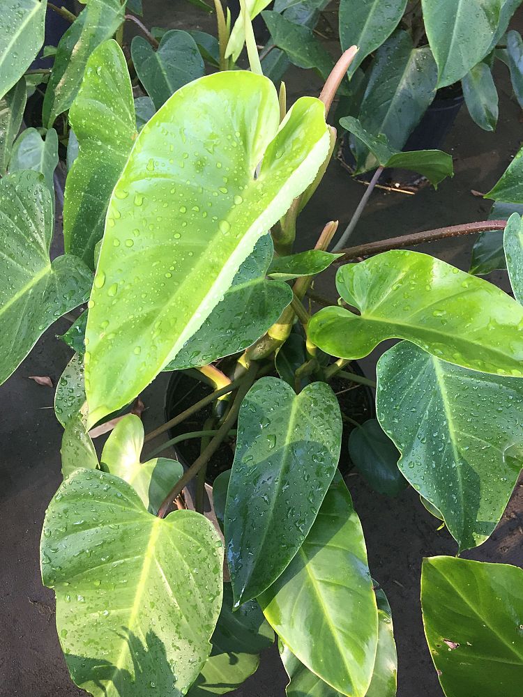 philodendron-erubescens-red-leaf-philodendron-blushing-philodendron