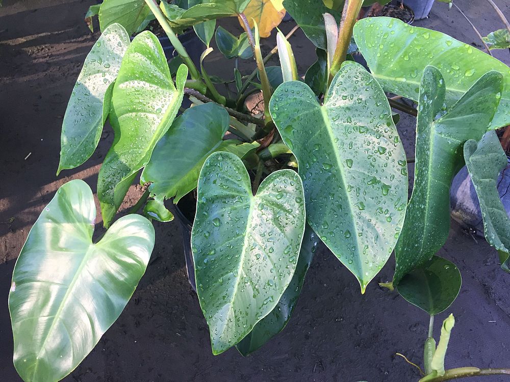 philodendron-erubescens-red-leaf-philodendron-blushing-philodendron