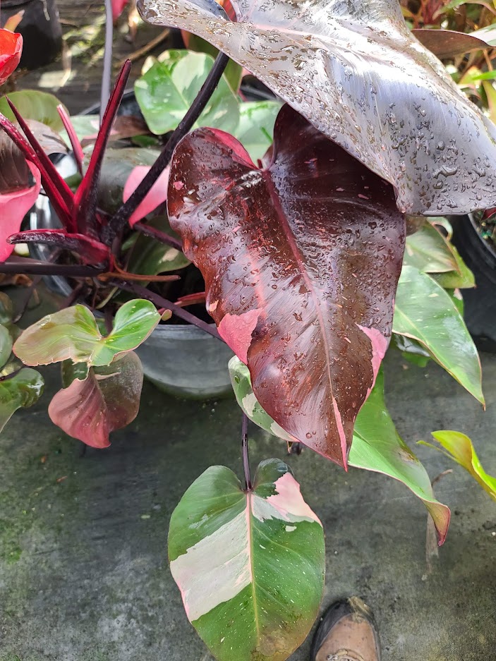 philodendron-erubescens-red-leaf-philodendron-blushing-philodendron