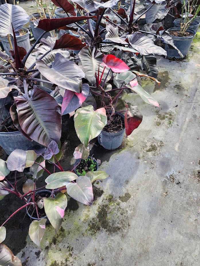 philodendron-erubescens-red-leaf-philodendron-blushing-philodendron