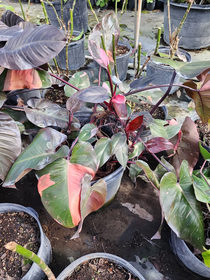 philodendron-erubescens-red-leaf-philodendron-blushing-philodendron
