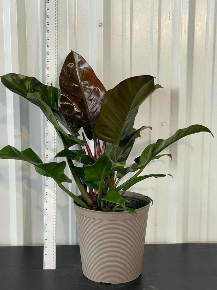 philodendron-erubescens-red-leaf-philodendron-blushing-philodendron