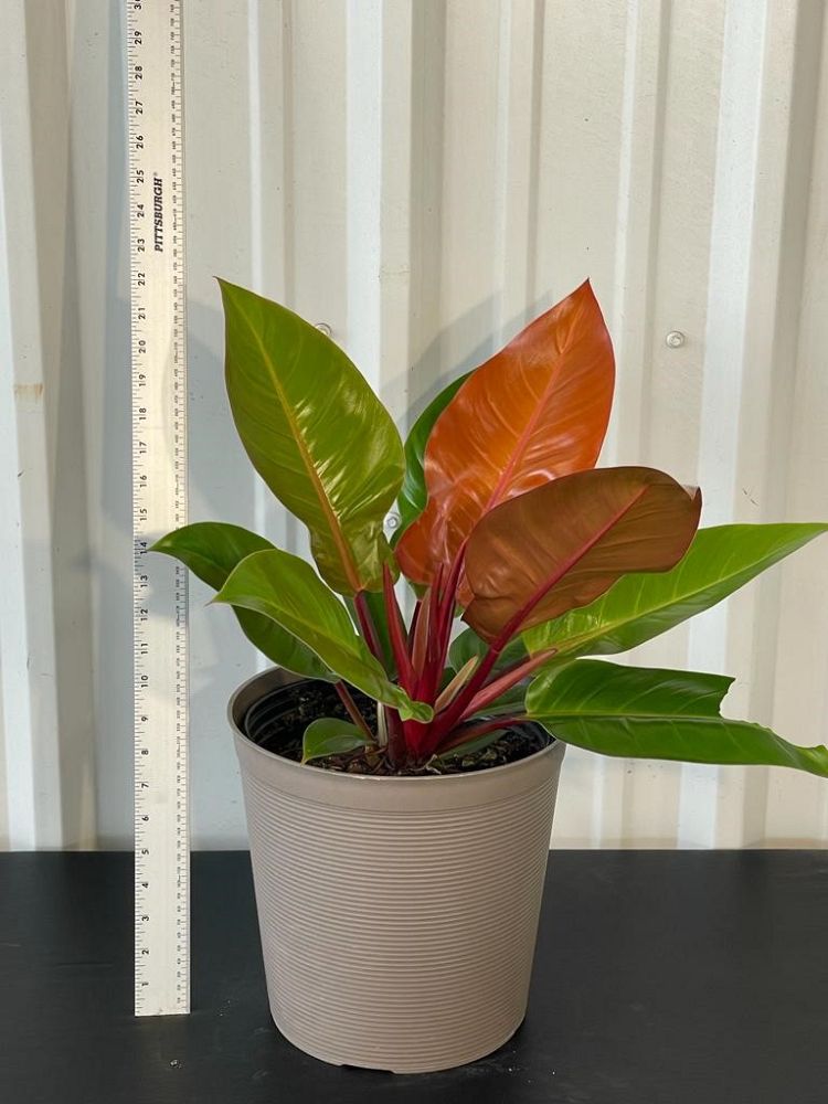 philodendron-erubescens-red-leaf-philodendron-blushing-philodendron