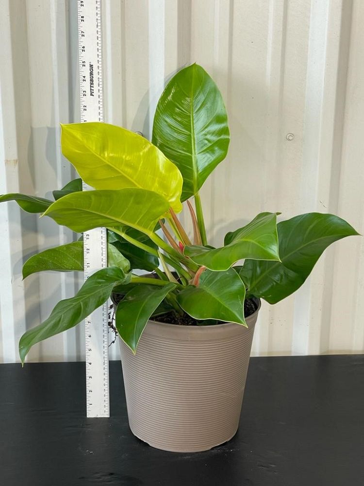 philodendron-erubescens-red-leaf-philodendron-blushing-philodendron