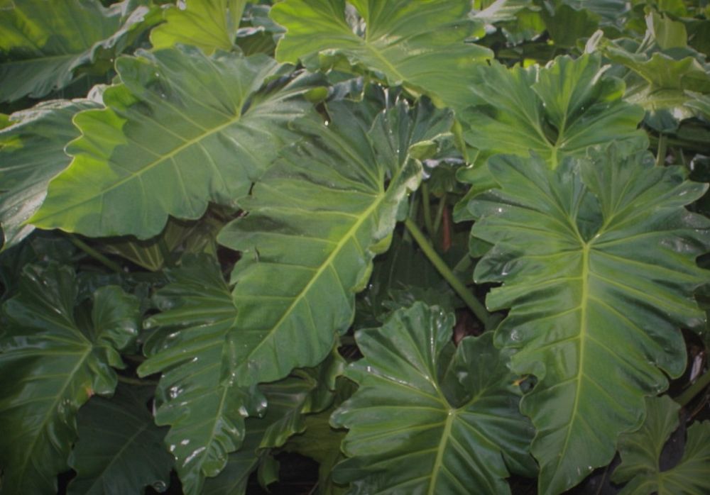 philodendron-evansii