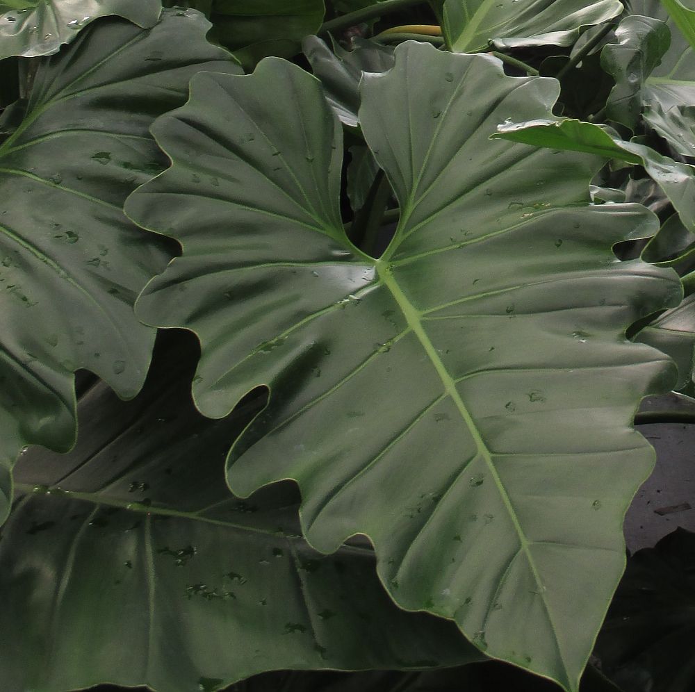 philodendron-evansii