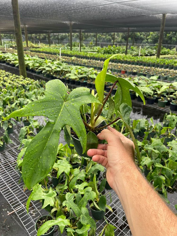 philodendron-florida-beauty