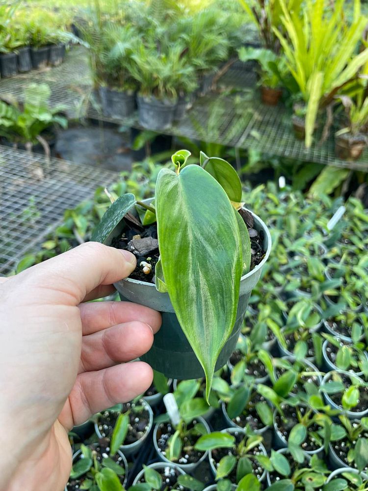 philodendron-florida-beauty