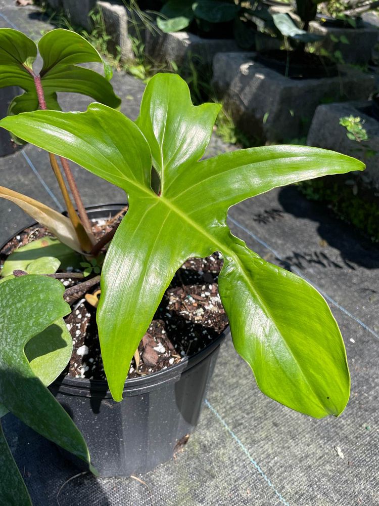 philodendron-florida-beauty