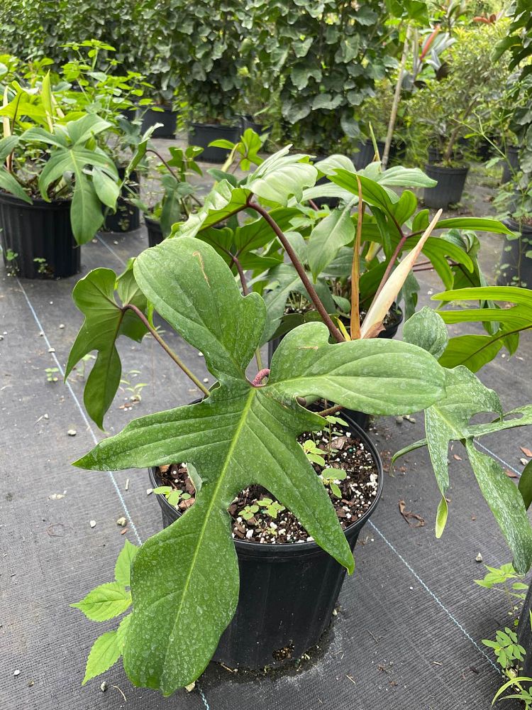 philodendron-florida-beauty