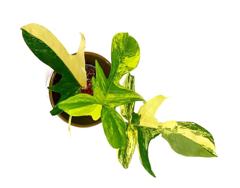 philodendron-florida-beauty