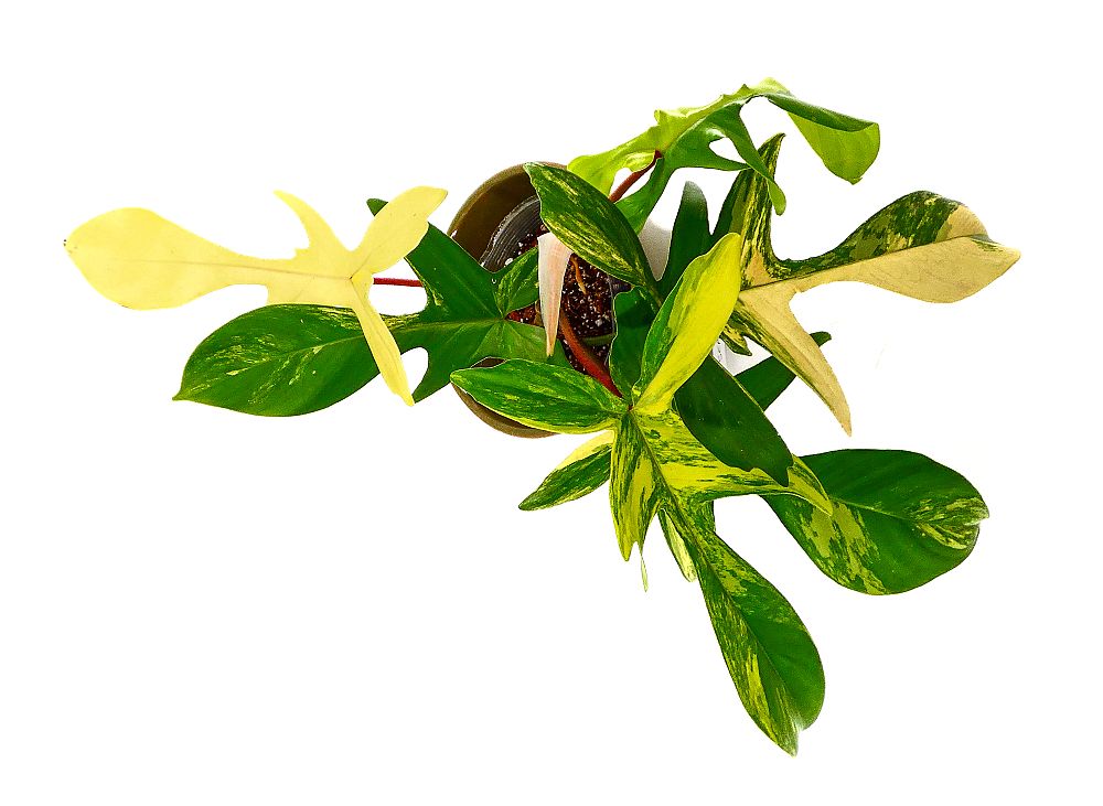 philodendron-florida-beauty