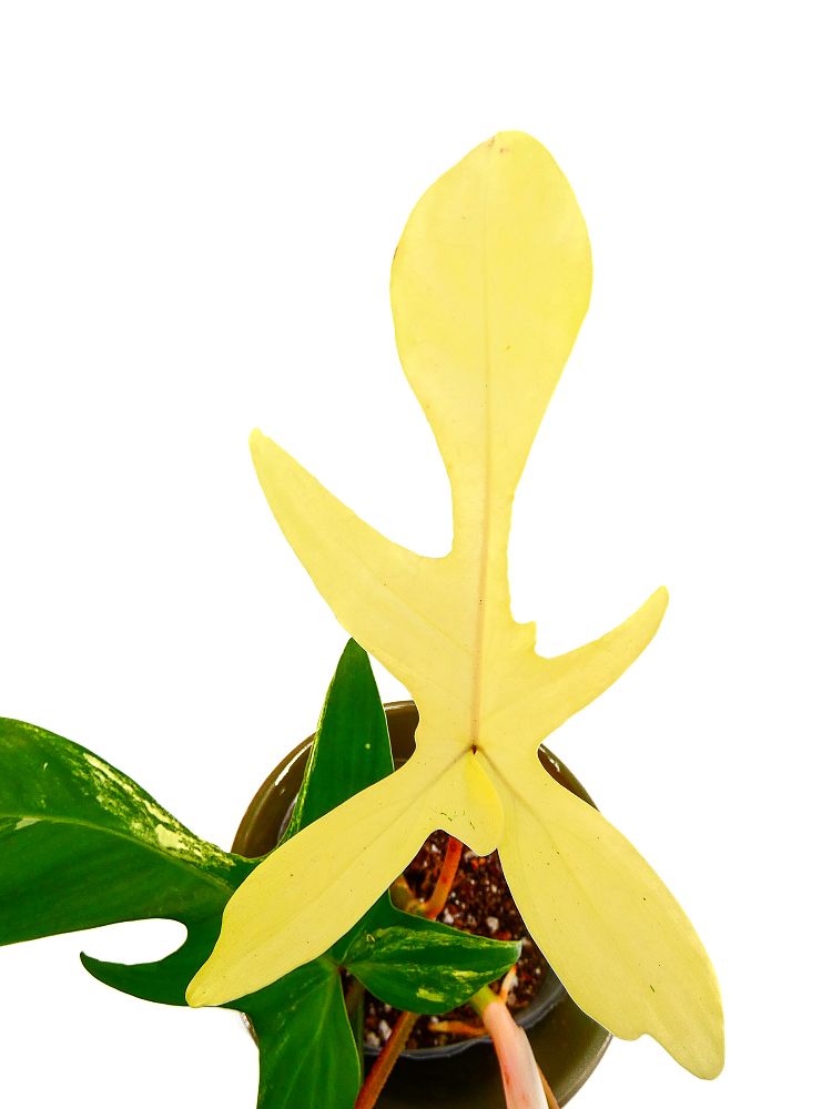 philodendron-florida-beauty