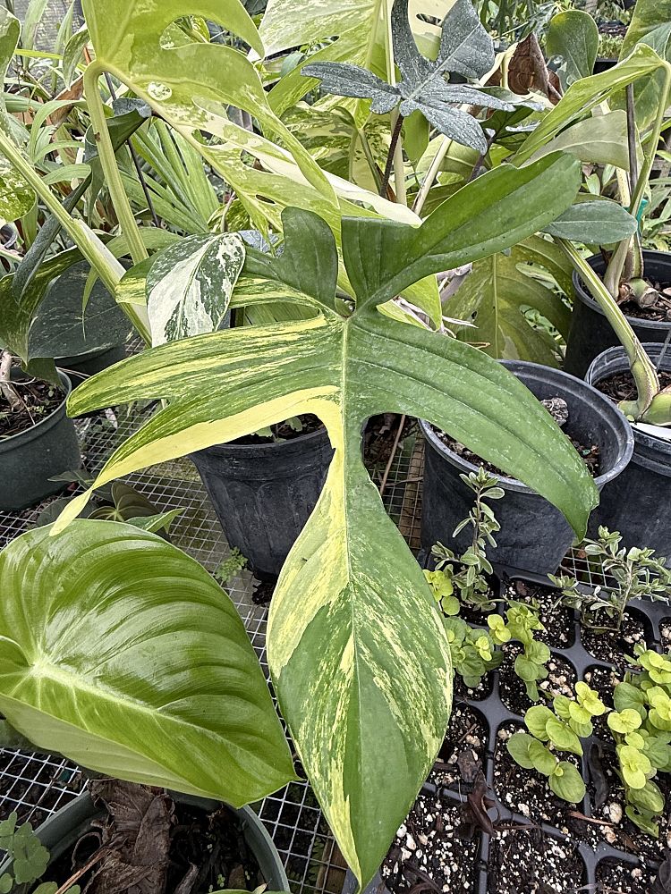 philodendron-florida-beauty