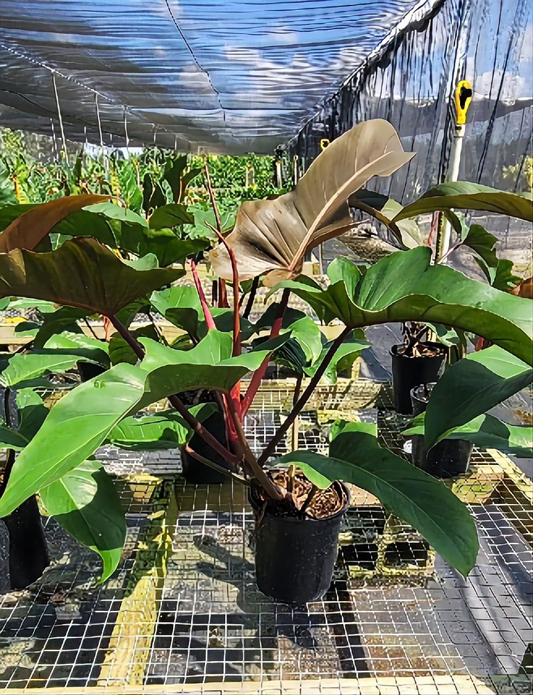 philodendron-florida-bronze