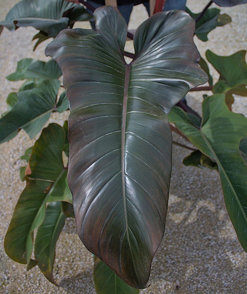 philodendron-florida-bronze
