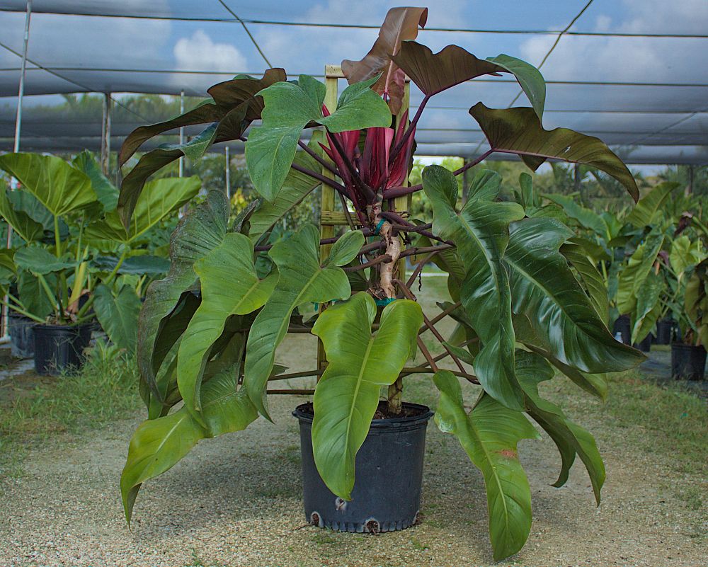 philodendron-florida-bronze