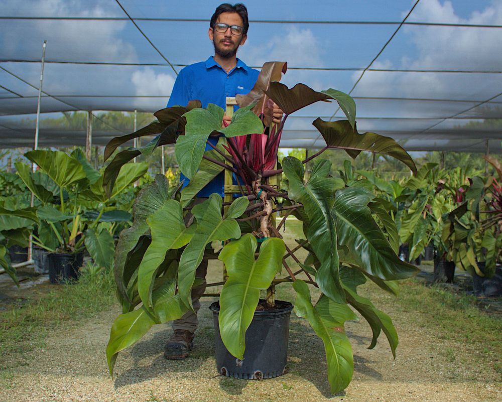 philodendron-florida-bronze
