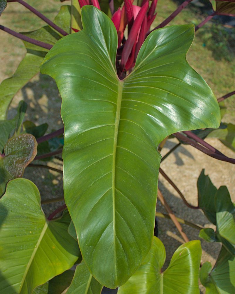 philodendron-florida-bronze