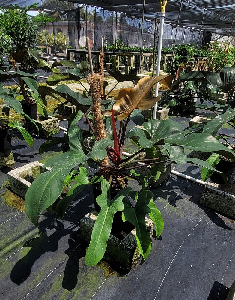 philodendron-florida-bronze
