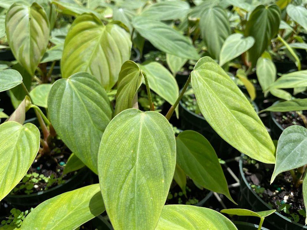 philodendron-fuzzy-petiole