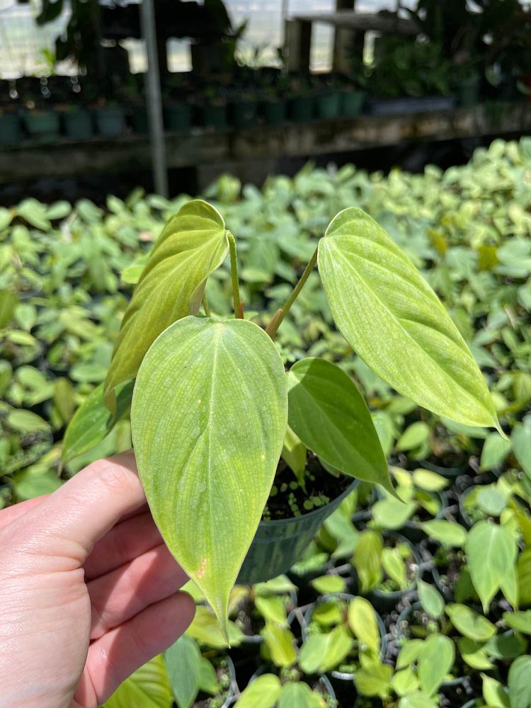 philodendron-fuzzy-petiole