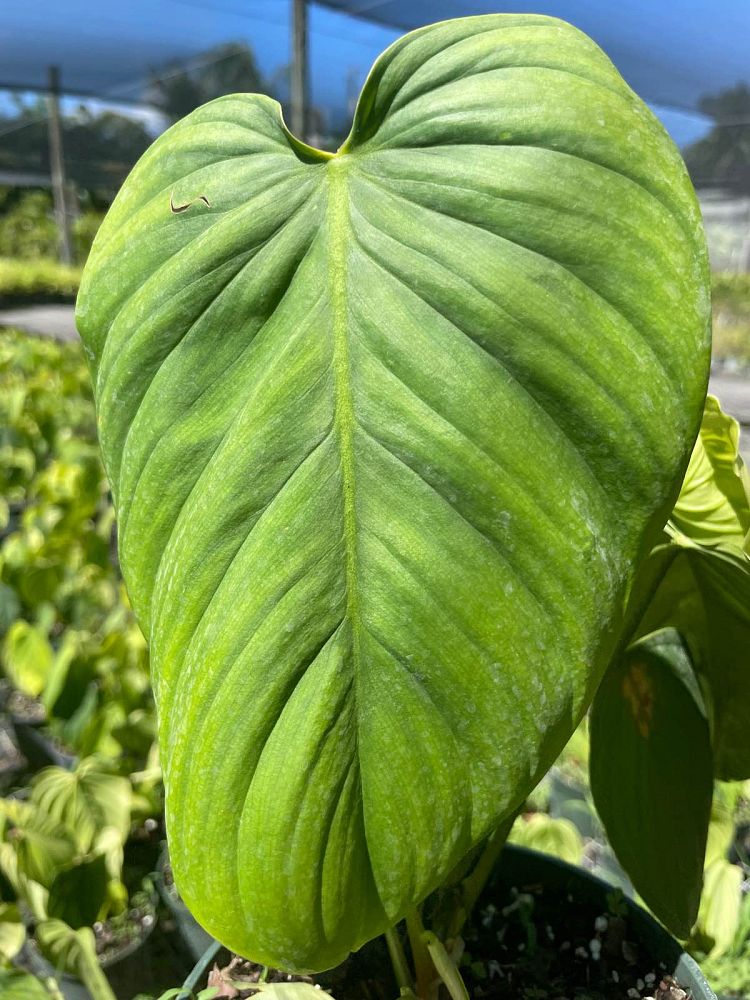 philodendron-fuzzy-petiole