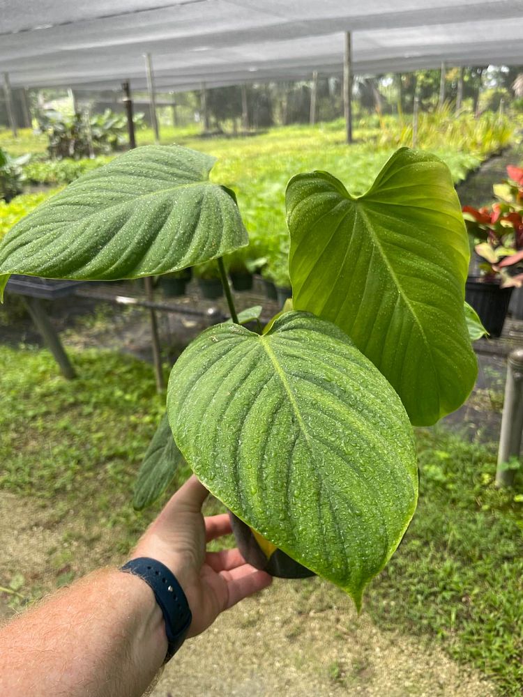 philodendron-fuzzy-petiole