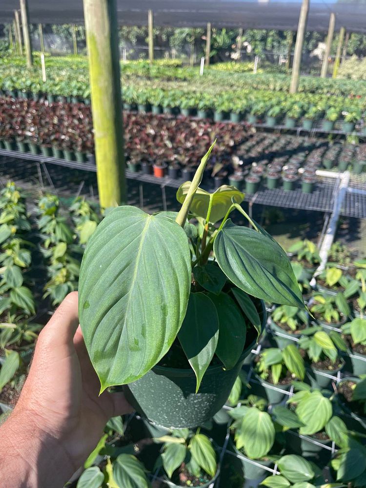 philodendron-fuzzy-petiole