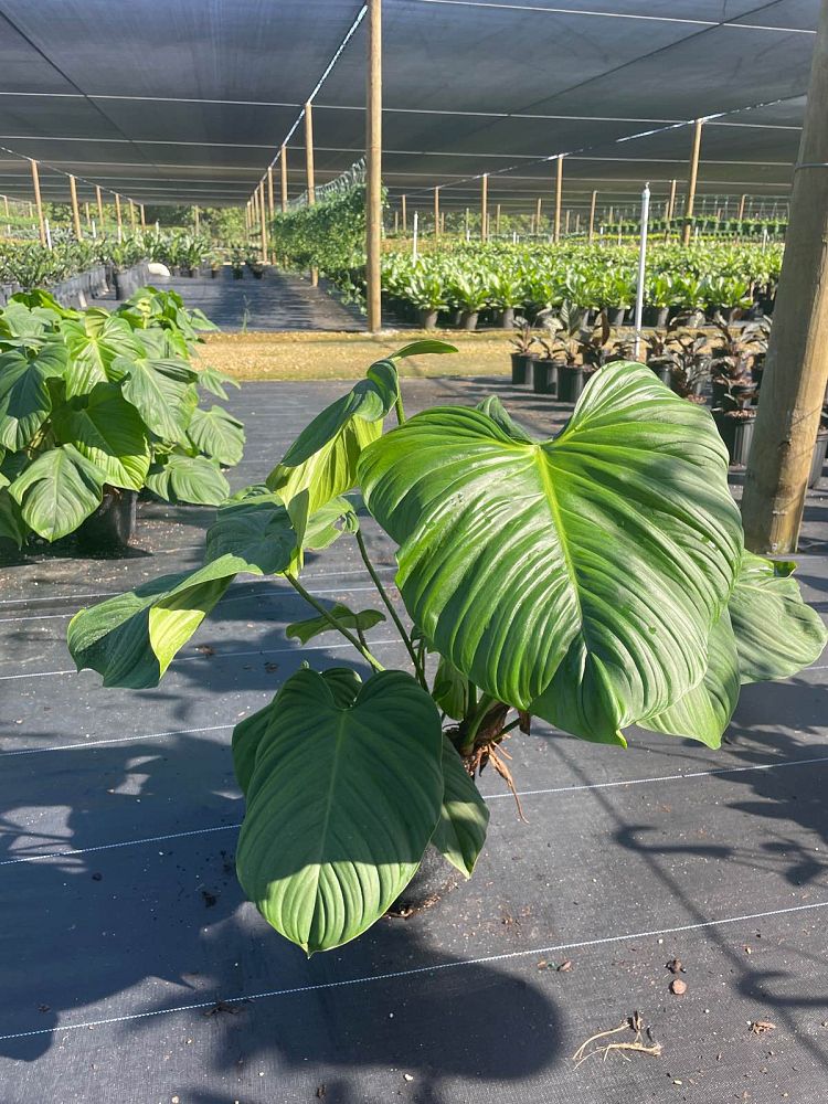 philodendron-fuzzy-petiole