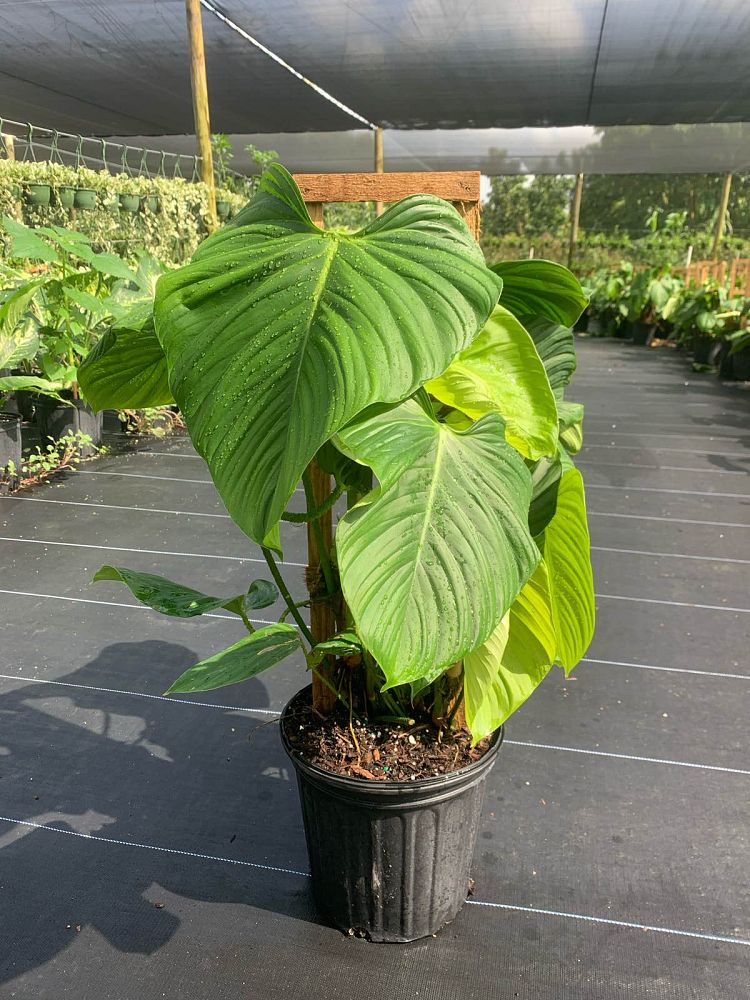 philodendron-fuzzy-petiole