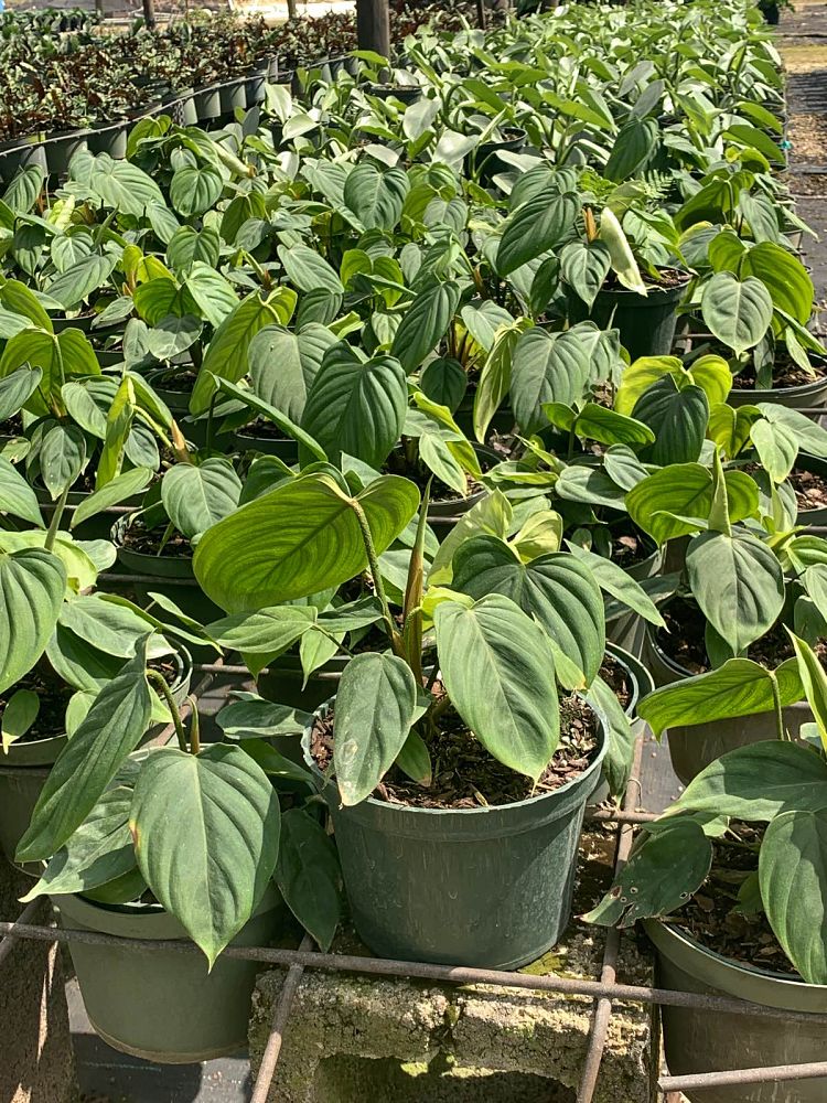 philodendron-fuzzy-petiole