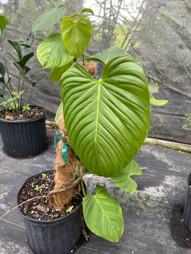 philodendron-fuzzy-petiole