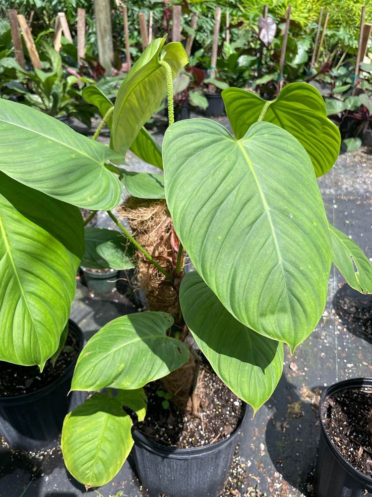 philodendron-fuzzy-petiole