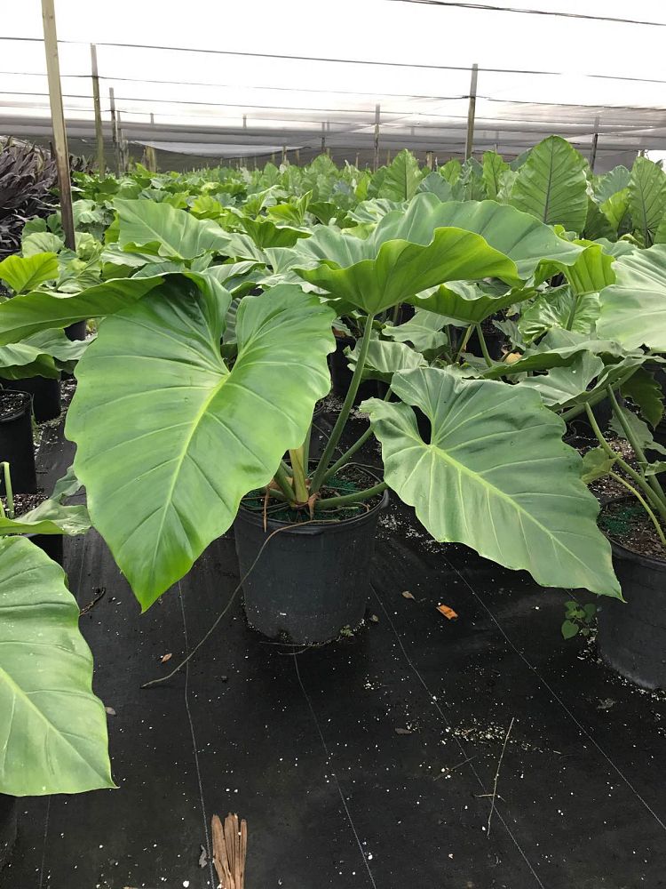 philodendron-giganteum
