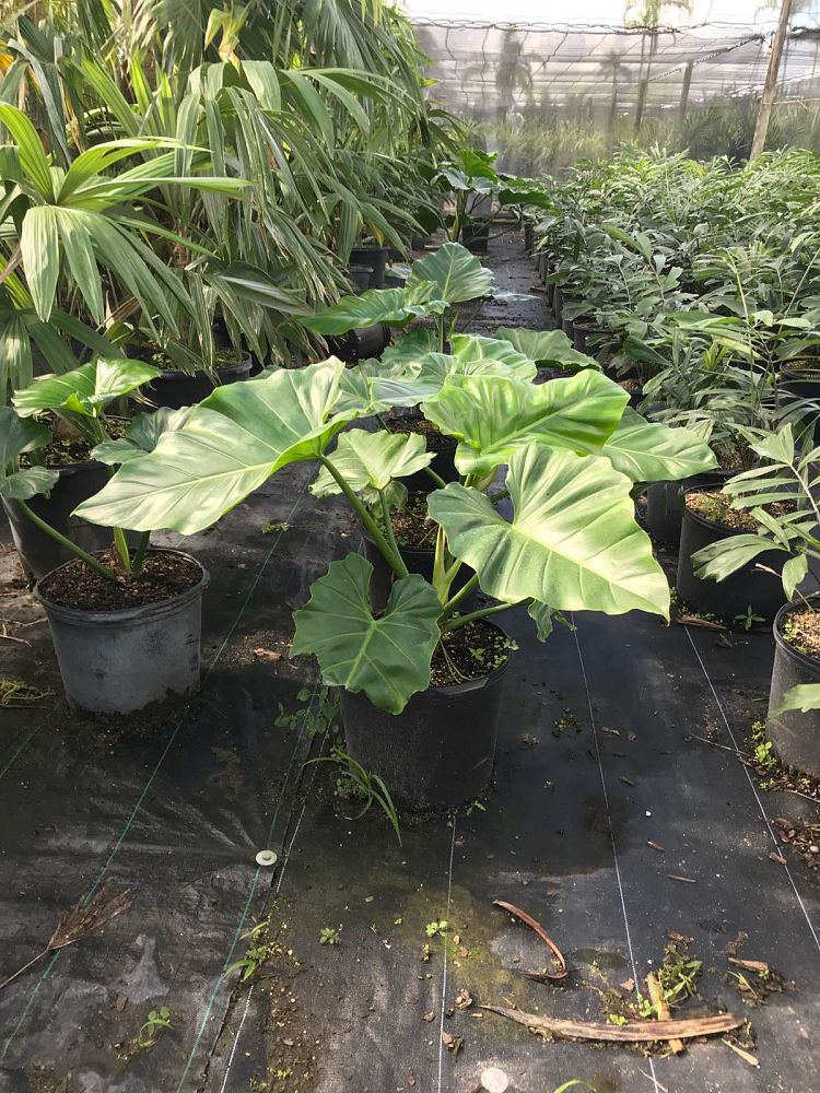 philodendron-giganteum